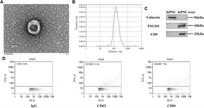 Safety and biodistribution of exosomes derived from human induced pluripotent stem cells